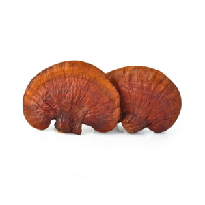 hongo-ganoderma